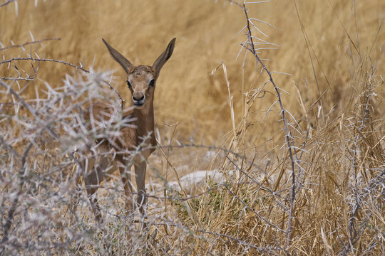 Newborn Springok (Antidorcas marsupialis) in Etosha National Park, Namibia