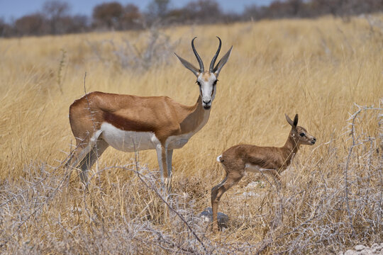Newborn Springok (Antidorcas marsupialis) in Etosha National Park, Namibia