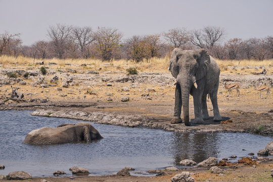 Bull African Elephant (Loxodonta africana) at a waterhole in Etosha National Park, Namibia