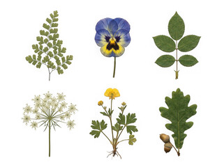 Naklejka premium Collection of pressed dried flowers and leaves isolated on transparent background