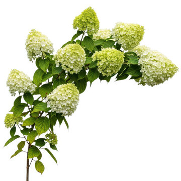 Green hydrangea flowers on a plant branch isolated on white background