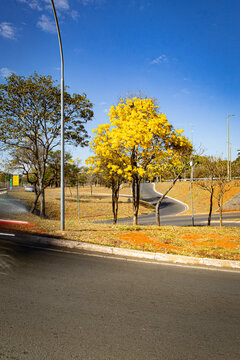 Ip&ecirc; Amarelo no Plano Piloto de Bras&iacute;lia - Brasil 