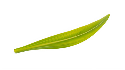 Obraz premium Single green leaf isolated on plain background