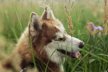 Portrait of a Siberian Husky in tall grass © Samantha