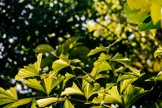 Bright Green Tropical Plant Foliage in Sunlight