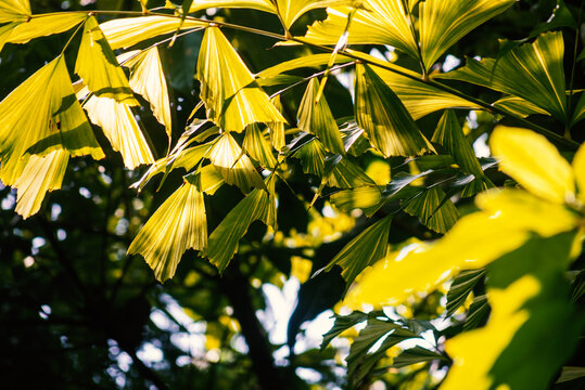 Vibrant green tropical leaves in sunlight