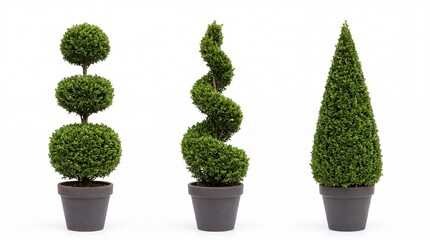 Fototapeta premium Decorative topiary bushes shaped into spheres spiral and cone silhouettes displayed inside dark grey clay pots on white background