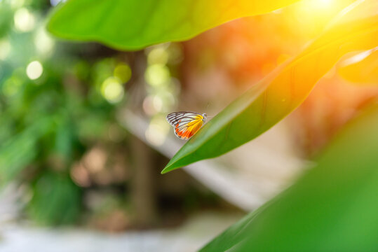 Vibrant Butterfly on Green Leaf with Sunlight