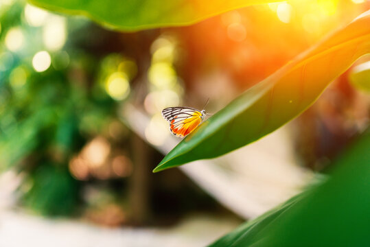 Beautiful tropical butterfly on green leaf in sunlight