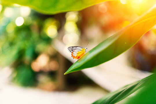 Butterfly Landing on Leaf in Bright Garden Scene