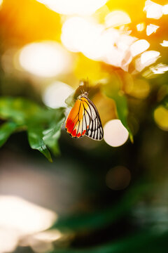Vibrant Butterfly on Green Leaf in Warm Light