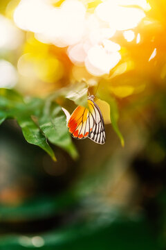 Beautiful orange and black butterfly on leaf with sunlight