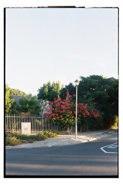 Lamppost surrounded by bushy trees and colourful flowers