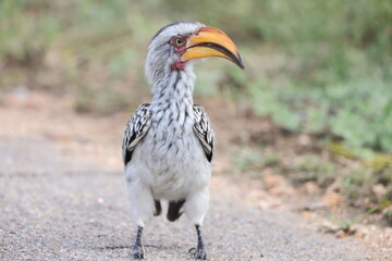The southern yellow-billed hornbill (Tockus leucomelas) is a hornbill found in southern Africa. This photo was taken in Kruger National Park, South Africa. © feathercollector