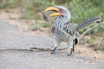 The southern yellow-billed hornbill (Tockus leucomelas) is a hornbill found in southern Africa. This photo was taken in Kruger National Park, South Africa. © feathercollector