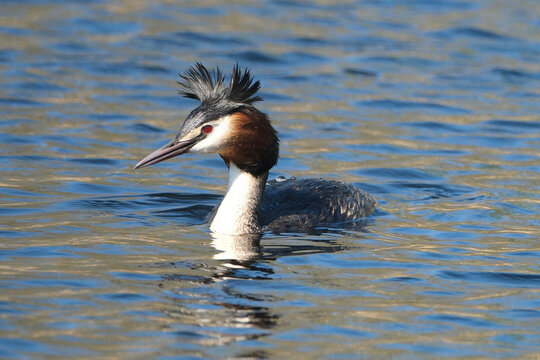 Great crested grebe (Podiceps cristatus) swimming in the water