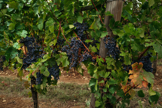 Vibrant Grape Vines Filled With Lush Clusters in a Vineyard