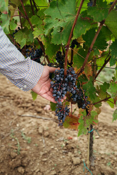 Harvesting Ripe Grapes in a Sunny Vineyard During Autumn Season
