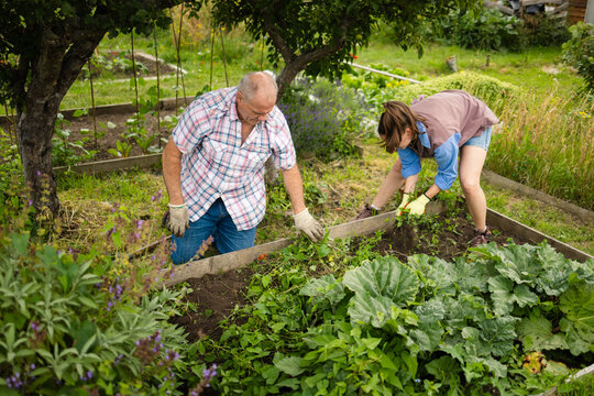 Hands in the soil &mdash; a family working their allotment bed side by side