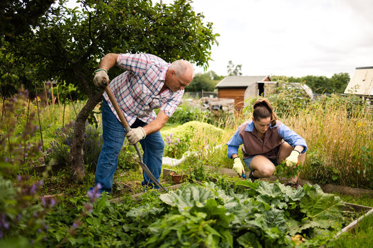 A family team digging and weeding their urban allotment beds