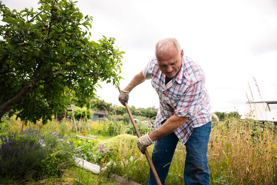Senior man hoeing between the beds of his allotment
