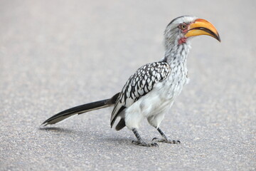 The southern yellow-billed hornbill (Tockus leucomelas) is a hornbill found in southern Africa. This photo was taken in Kruger National Park, South Africa. © feathercollector