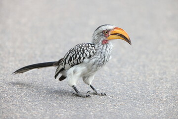 The southern yellow-billed hornbill (Tockus leucomelas) is a hornbill found in southern Africa. This photo was taken in Kruger National Park, South Africa. © feathercollector