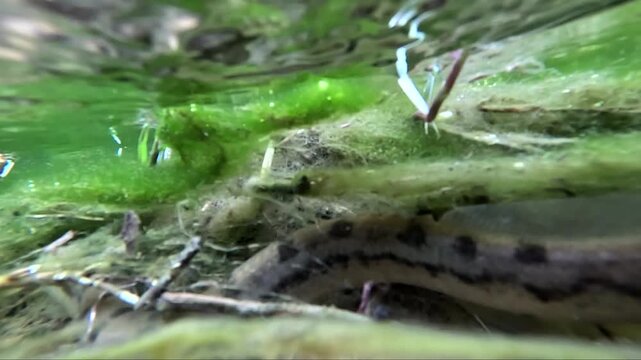 Rare lich fish Camouflaged Water Snake Hiding Underwater Among Green Algae and Aquatic Plants