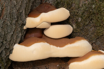 mushrooms on a tree © Stephanie Beckers