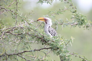 The southern yellow-billed hornbill (Tockus leucomelas) is a hornbill found in southern Africa. This photo was taken in Kruger National Park, South Africa. © feathercollector