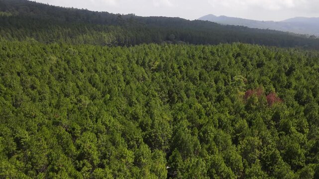 Aerial drone footage of a vast pine forest with mountains in the background, captured in West Java, Indonesia. Beautiful natural landscape ideal for travel, forestry, environmental, and documentary pr