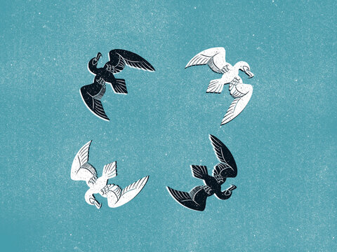 Cormorant illustration 
