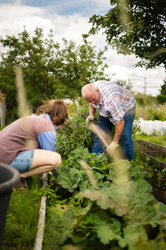 A morning of shared harvest
