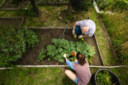 Overhead view of father and daughter working in their allotment