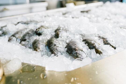 fresh fish on ice
