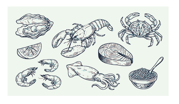 Untitled design - 1Hand drawn seafood vector set with oyster lobster crab shrimp tuna and squid line art