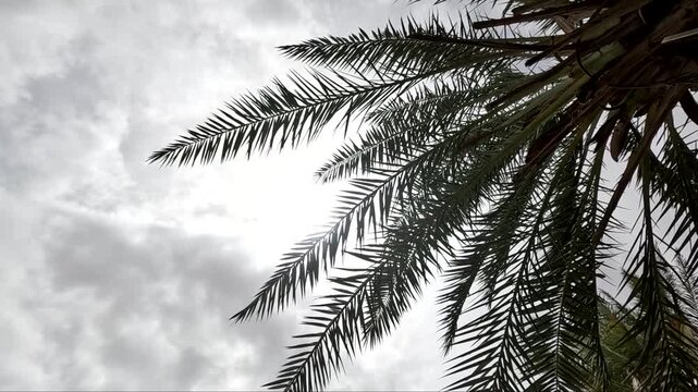Palm tree again sunshine and clounds