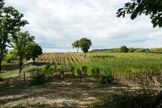 Vast Vineyard Landscape Under a Cloudy Sky in Autumn