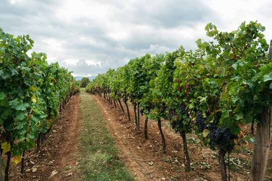 Bountiful Vineyard Thrives Under Cloudy Autumn Sky