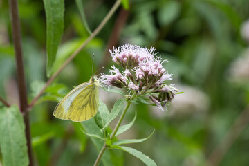 yellow butterfly on a flower © Stephanie Beckers