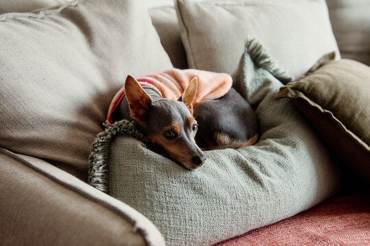 Small dog wearing a pink sweater resting on couch