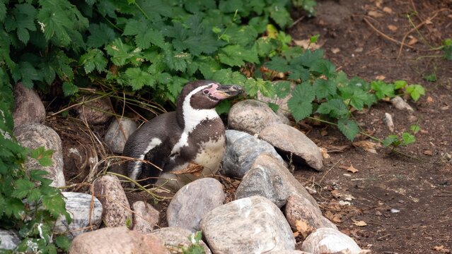 Humboldt penguin sitting peacefully in a stone nest surrounded by green foliage