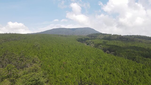 Aerial drone footage of a vast pine forest with mountains in the background, captured in West Java, Indonesia. Beautiful natural landscape ideal for travel, forestry, environmental, and documentary pr