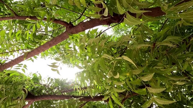 Neem Tree Branches With Dense Green Foliage Under Sunlight