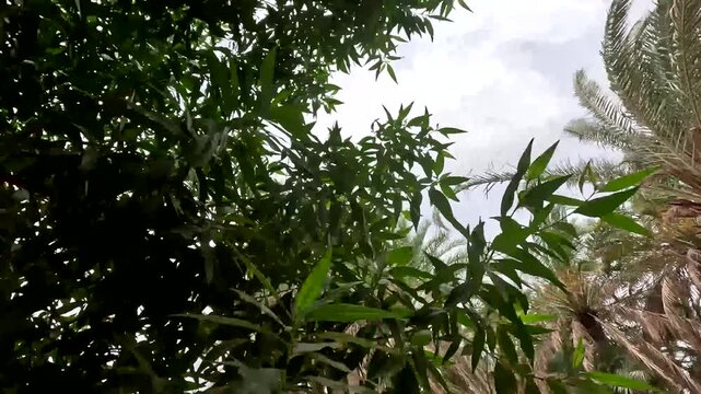 Looking Up Through Green Neem Tree Leaves and Date Palm Trees Canopy Swaying in Wind