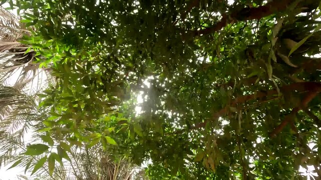 Bright Sunlight Flickering Through Dense Green Mango Tree Canopy