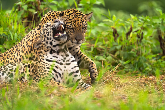 Two Male Jaguars Play After Hunting And Eating A Caiman At Pantanal  