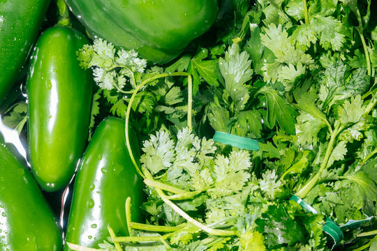 Green Cilantro parsley and peppers soaking in water