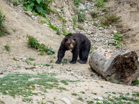 Brown bears near Zarnesti, Romania