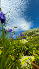 Beautiful glade in the mountains with purple flowers, mountains and sky © mikhasik